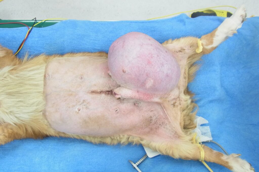 犬の精巣腫瘍